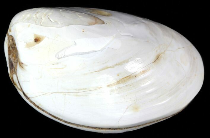Wide Polished Fossil Clam - Jurassic #55234